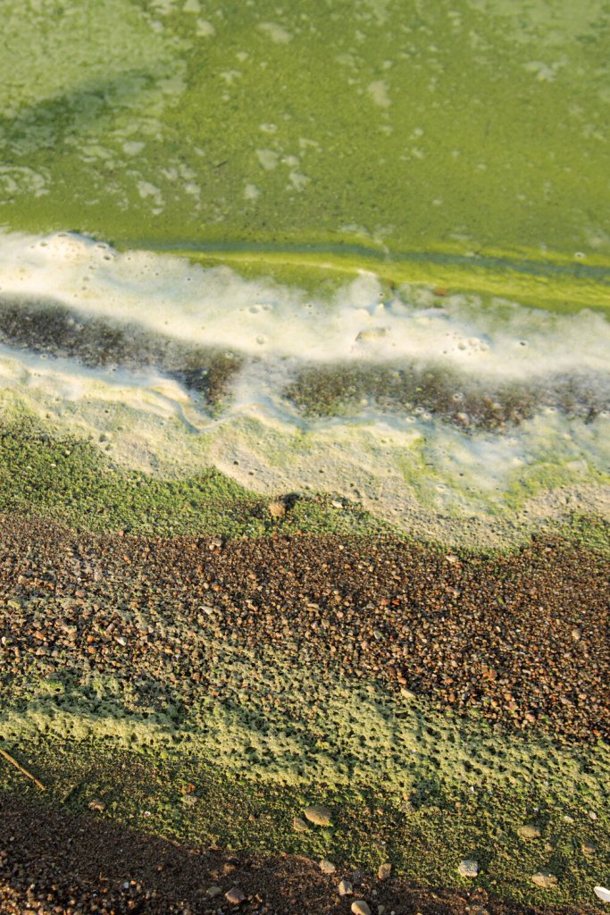 Blue-green algae appears in the waters at Milford Lake by Wakefield, an area under a “warning” advisory from the KDHE. Zach Bauman/The Beacon