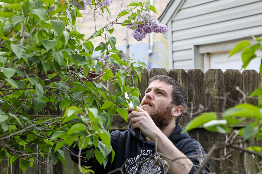 Zach Bell cuts a bundle of flowers from a lilac bush in the garden.