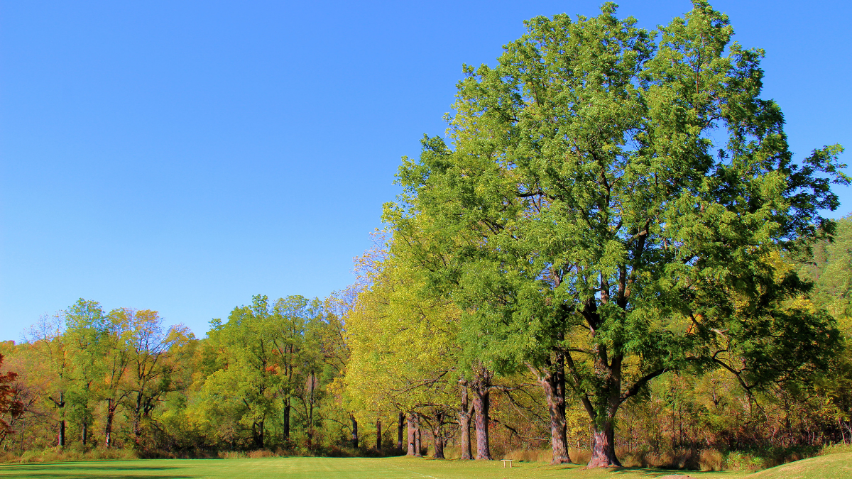 Image of oak trees