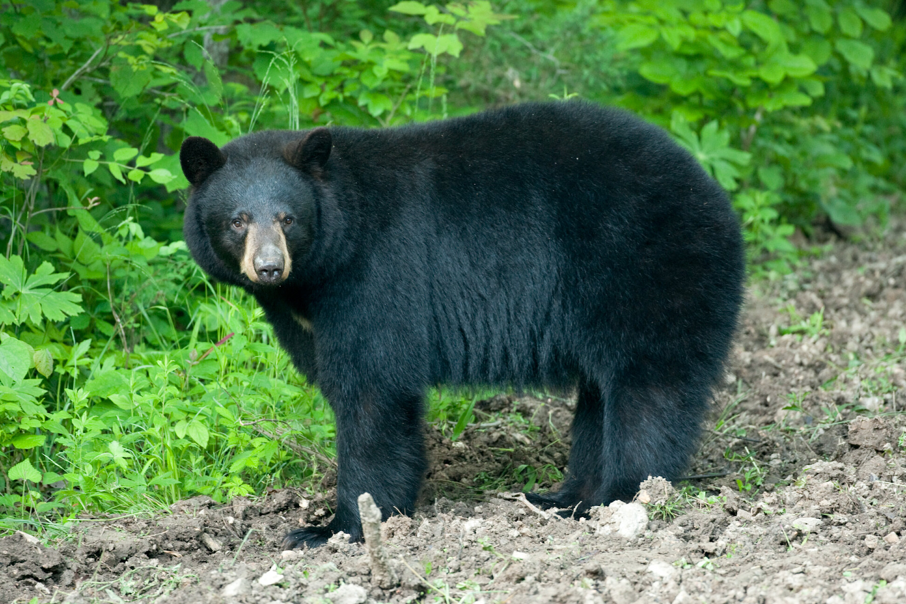 A black bear facing the left looking toward the camera.