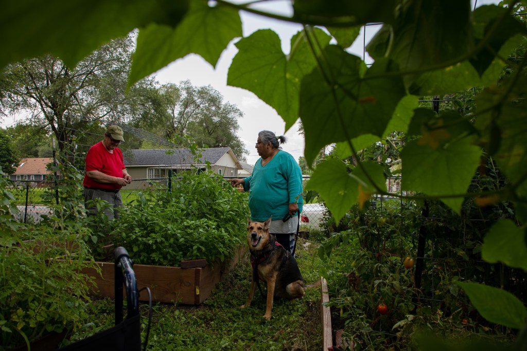 Louise Lynch and her husband, Steve Lynch, clean up their garden at their house in Kansas City, Kansas.