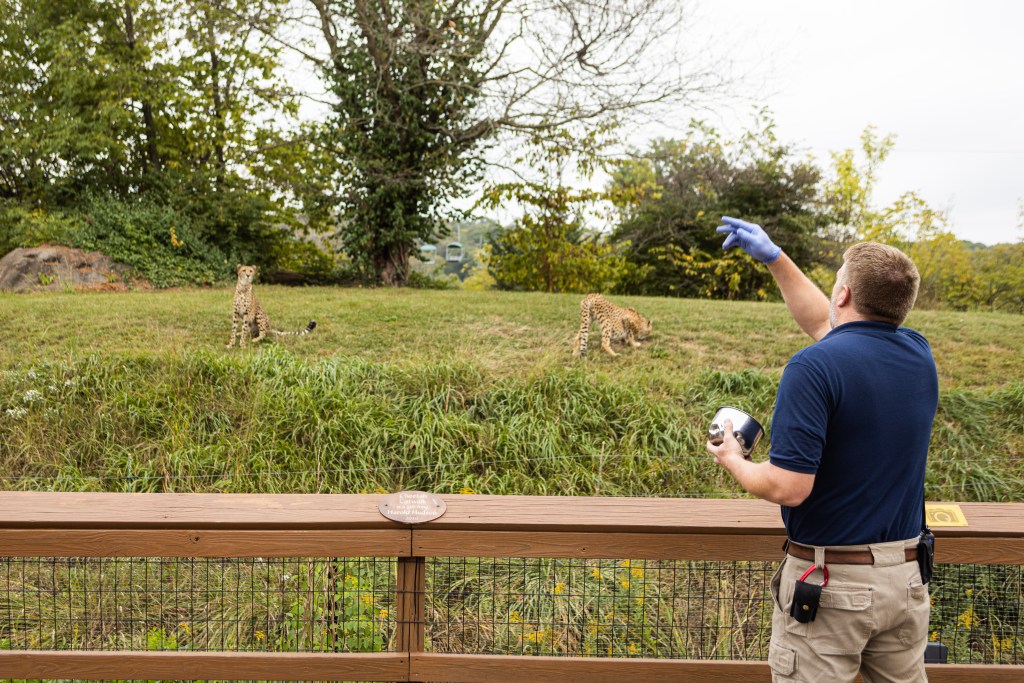 Josh Murray tends to cheetahs at their wildlife exhibit at the Kansas City Zoo. The zoo received $4.6 million from the Shuttered Venue Operators Grant.