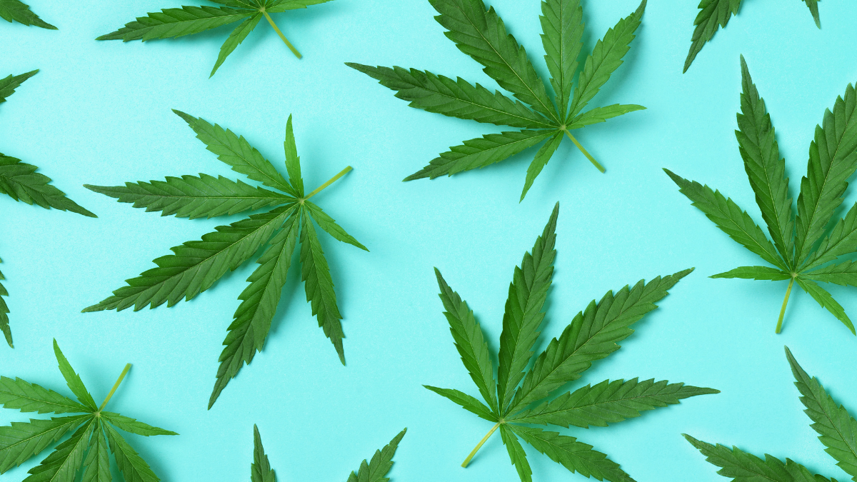 Cannabis leaves on light blue background.