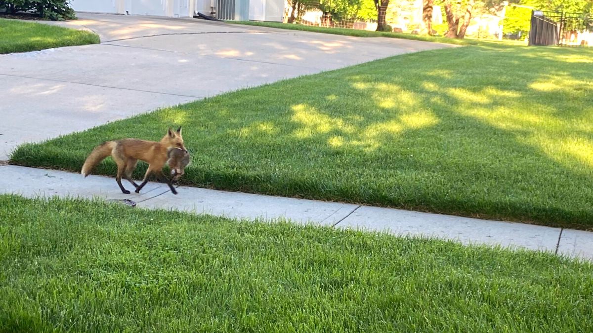 A fox carries a carcass down a sidewalk in a suburban Leawood neighborhood