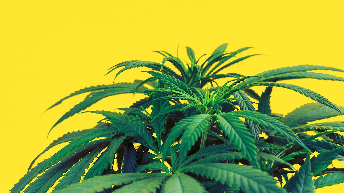 A cannabis plant against a yellow background