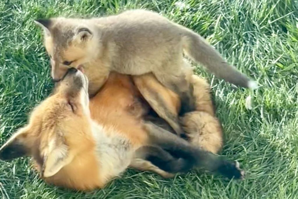 A baby fox plays on top of its mother in Hayhow's back lawn.