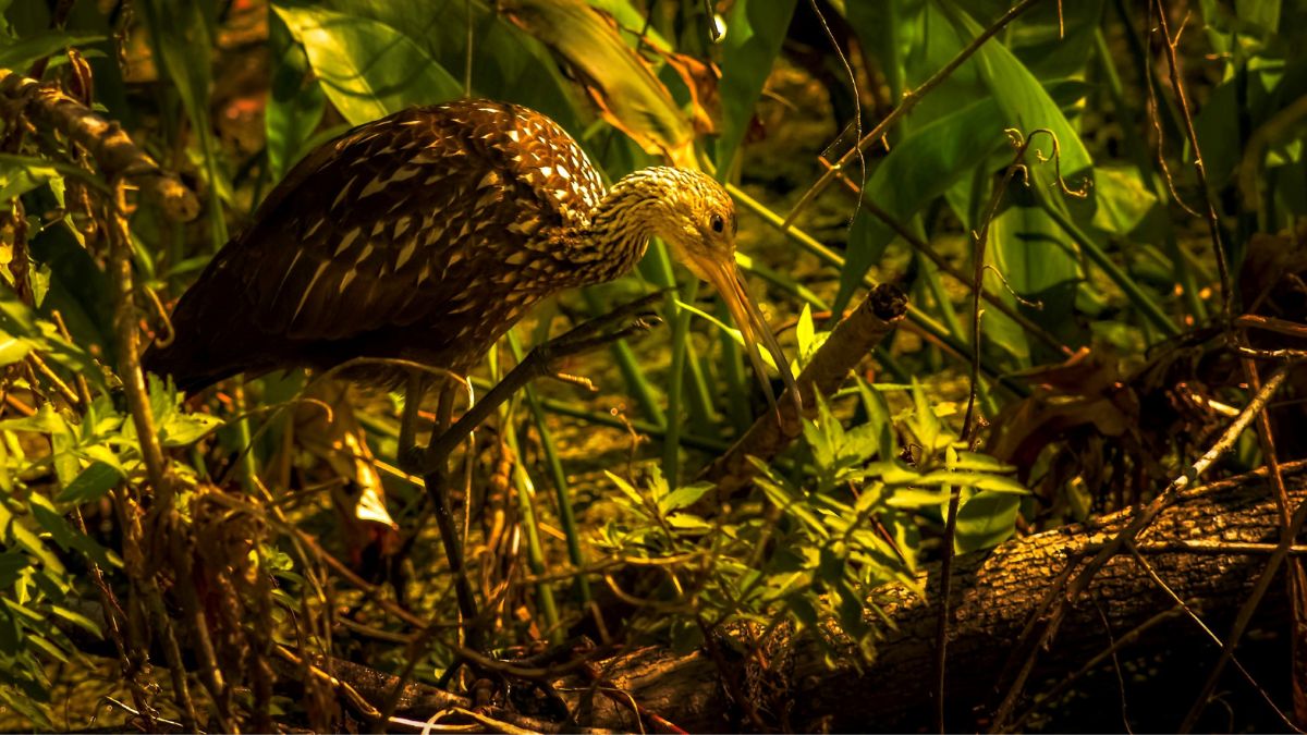 A limpkin, a wading bird with brown and white feathers and narrow beak, walks through grass. Climate change affects birds like the limpkin.