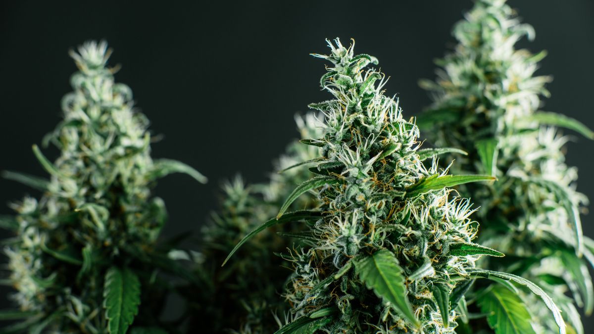 Marijuana plants are photographed against a dark backdrop.