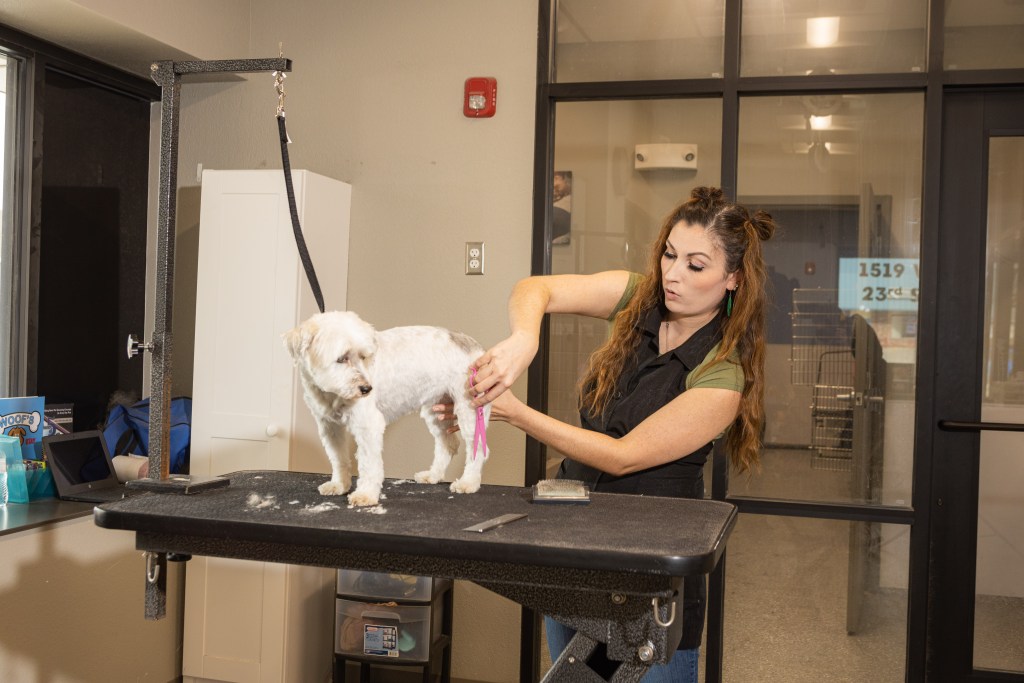 Ashley Stillings cuts a small white dog's hair.