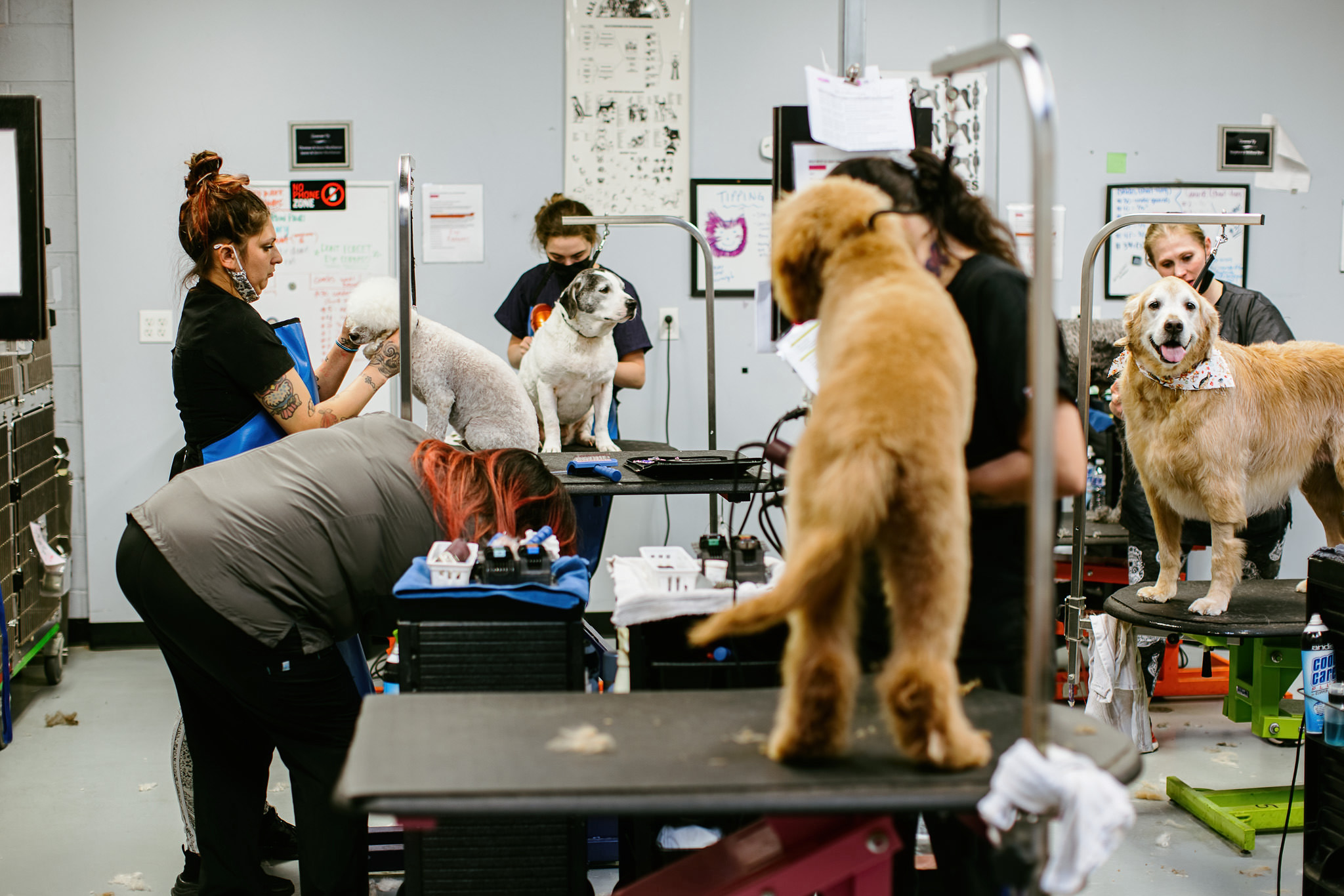 Fresh Look at Dog Grooming Can Provide Kansas City Families With A New