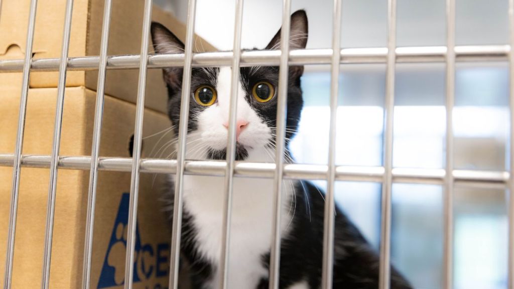 What do you do with a pet you can’t keep in KC? - Beacon: Kansas City
