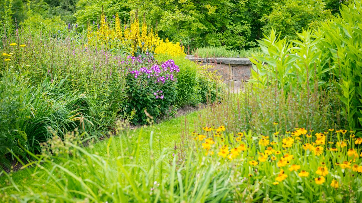 A garden filled with native wildflowers and plants