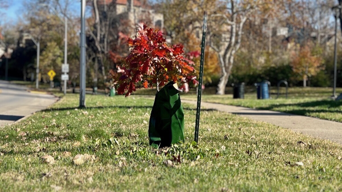 Newly planted trees line Karnes Boulevard in Kansas City.