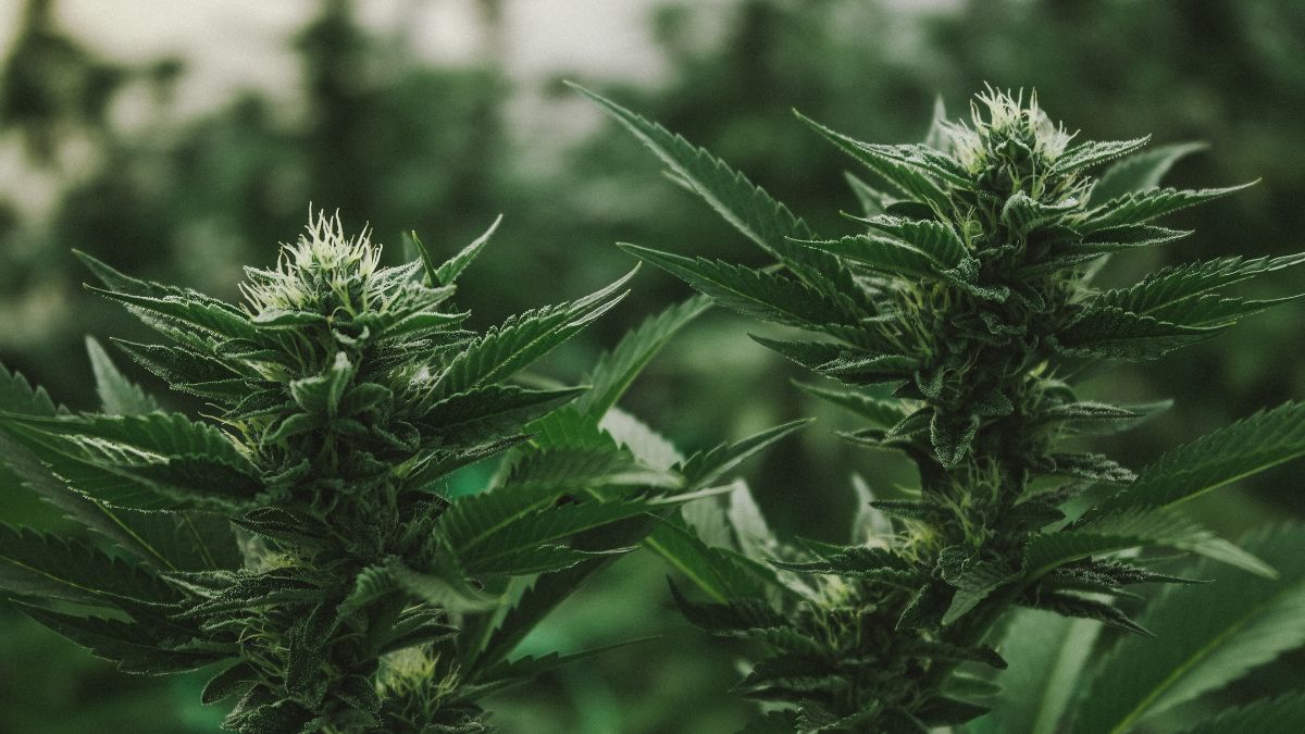 A photo of marijuana plants