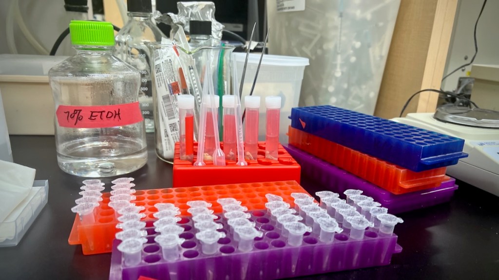 Test tubes in a research laboratory.