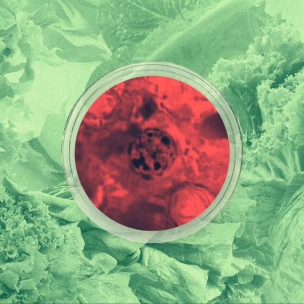 Vast produce supply chain complicates tracking cyclospora in Kansas and Missouri